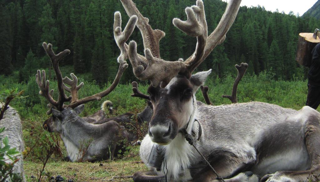 GULDTILLGÅNGAR GULDTILLGÅNGAR REPUBLIKEN TUVA HISTORIA Republiken Tyva (Tuva) ligger i den södra delen av Sibirien och gränsar till Altajrepubliken, republiken Chakassien, Krasnojarsk kraj, Irkutsk