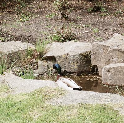 MÖTE MED NATUREN Byggadsvolymeras höjder i de östra dele är justerade utifrå Ollostupets brta lutig och skogspartiets höga träd.