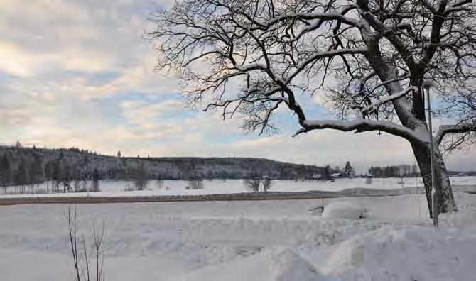 utpekade landmärken eken och jordbruket. Foto mot väster. Figur 9.