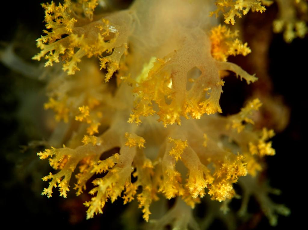 Mjölkträdnuding Dendronotus lacteus. Foto: Sebastian Spora Dyka med nakensnäckor Mitt i smällkalla vintern är det högsäsong för nakensnäckorna på Västkusten.