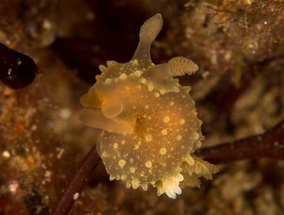 Signalnuding Polycera quadrilineata, små exemplar betande på en