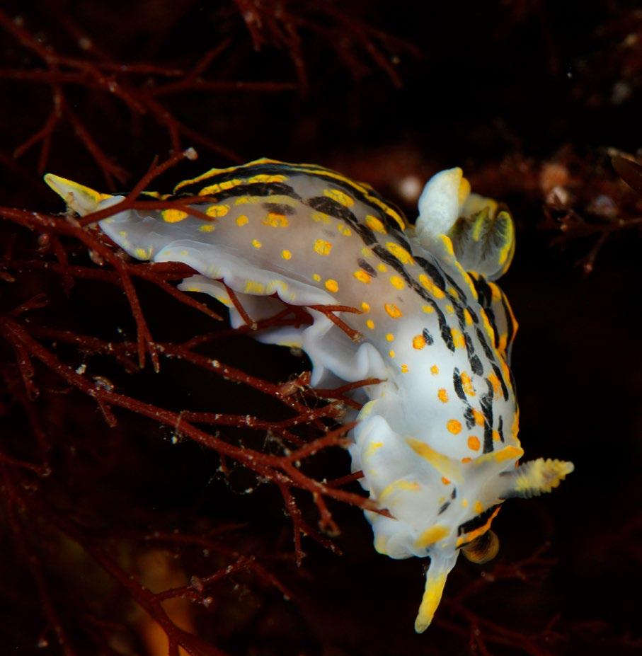 Dubbelhornsnuding Ancula gibbosa 9.