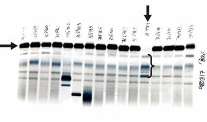 7 8 Första steget Antikropp binder till antigen Andra stadiet Bryggor av antikroppar mellan de sensibiliserade erytrocyterna, IgM binder i NaCl Ig G kräver förstärkt testmiljö (protein + centrifug )