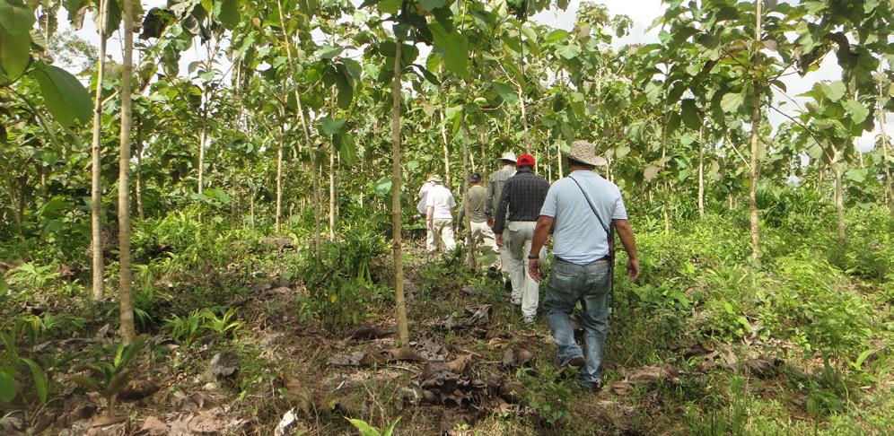 SKOG Skog Tectona har sedan 2006 köpt, sålt och förvaltat skogsfastigheter i Panama. En mindre andel av Tectonas kapital består av skog.