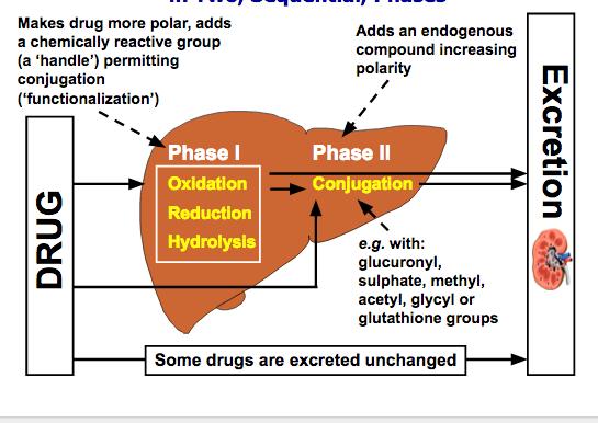 Farmakokinetik: Läkemedelsmetabolism Fas I: Enzymsystemet cytokrom P-450 i hepatocyter Viktigaste hepatiska systemet för