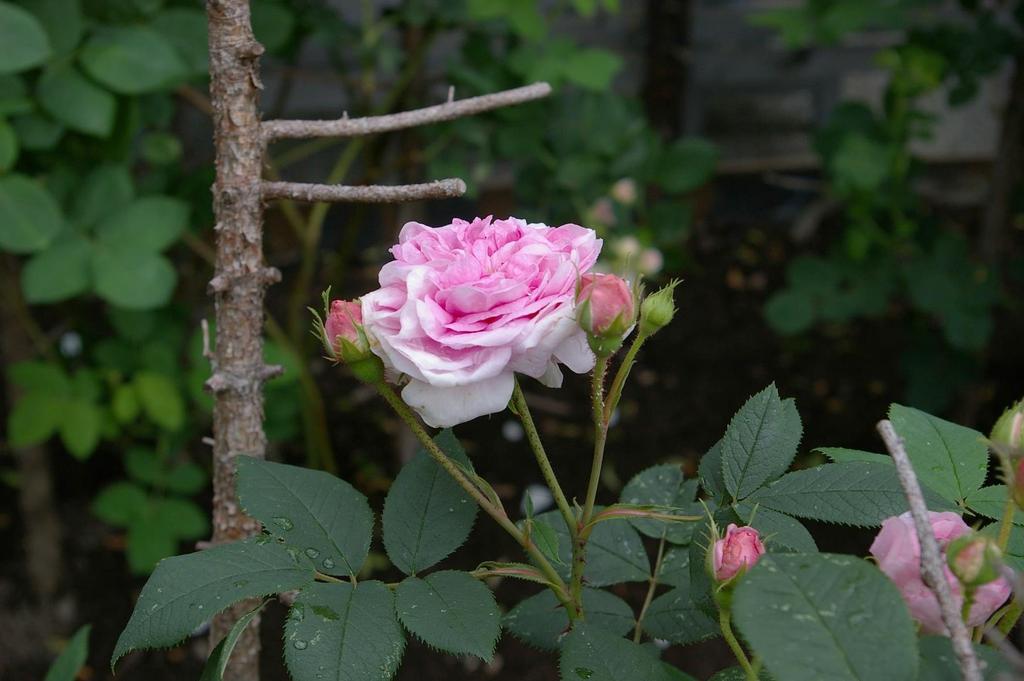 Königin von Dänemark, kanske en av de vackraste av de gammaldags rosorna. Den betingade när den först introducerades ett mycket högt pris. Den varma rosa nyansen var ovanlig bland de äldre rosorna.