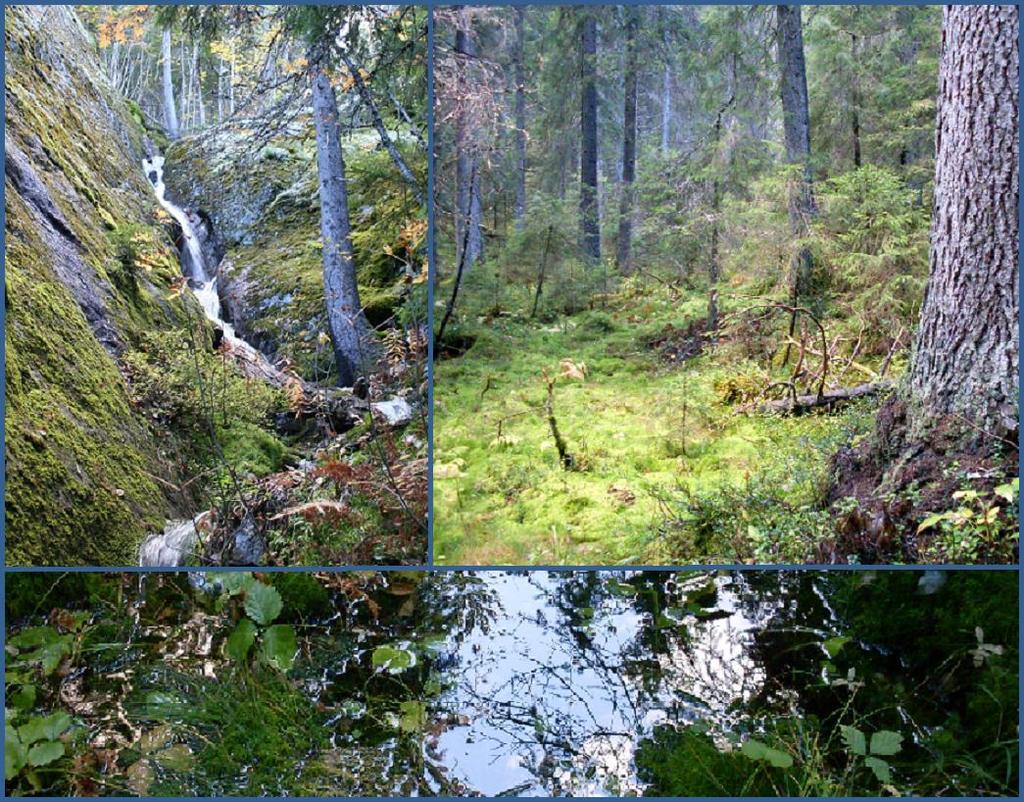 bruna och årets små, färska och skönt gröna sporkapslar avslöjade grön sköldmossa Buxbaumia viridis.