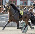 Nominerade Årets Yngre Kallblod 2016 Kajsas Ture (Ro) Gärdsjö Maks (Rä) Nelson (Ro) f 2012, 12 st, 2-1-0, 69.