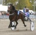 Nominerade Årets Äldre Kallblod 2016 Aston (Rä) Eldvin (Ro) Ennos Cayenne (Ro) f 2012, 18 st, 7-0-0, 271.