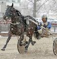 Nominerade Årets Tvååriga Varmblod 2016 Catilla Fabulous (Ro) Jolly Frost (Ro) 3 st, 1-0-0, 41.600 kr Sto e.