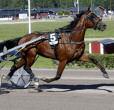 Nominerade Årets Fyraåriga Varmblod 2016 Bottnas Commandeur (Rä) 22 st, 2-3-4, 433.900 kr Hingst e.