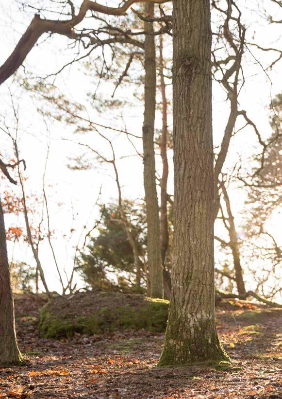 DALBRÄND TRÄTJÄRA ROSLAGS- MAHOGNY IMPREX Auson Dalbränd Trätjära är en fin gyllenbrun trätjära som blir lasyrliknande med tiden.