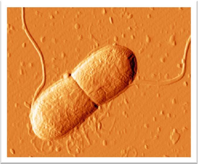 Mikrobiologisk förorening Bakterier Koliforma bakterier, E.