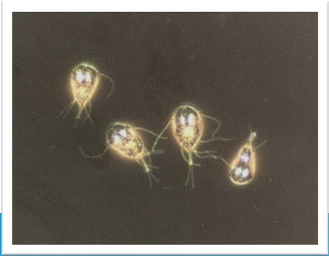 Kolera Shigella Giardia E.