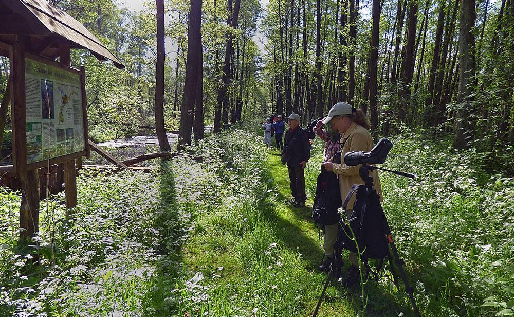 Vandringsleden som går jämte ån i Wolka Piaseczna Efter lunch drog vi oss mot Kapice. Kapice har stora vidsträckta ängar som gränsar till skogen. Vi fick en fin obs på mindre skrikörn och ängshök.