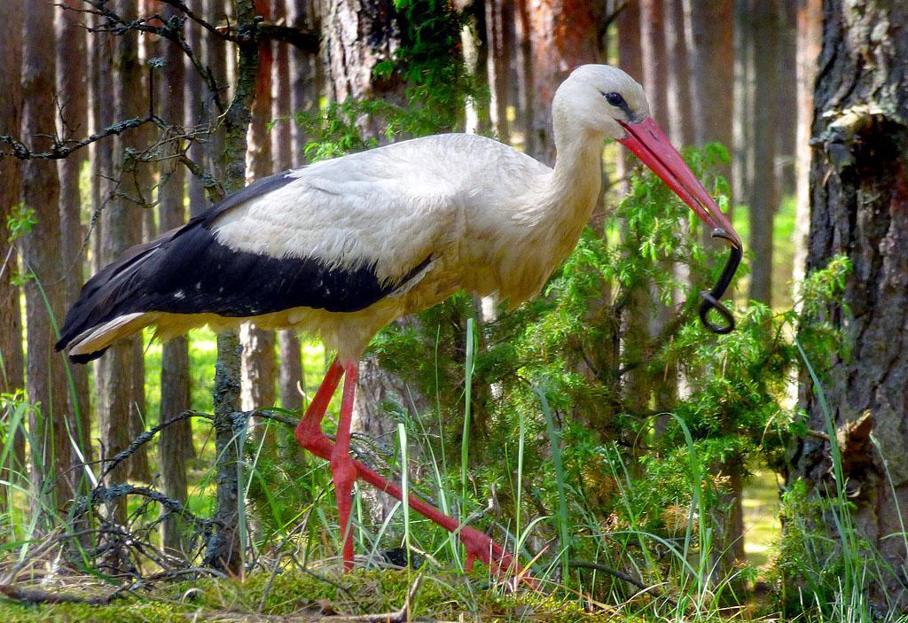 I skogen öster om Biebrzafloden såg vi en vit stork äta flera kopparormar. Foto Gigi Sahlstrand Artlista fåglar 1 Grågås Anser anser Allmän Siemianowka Reservoir 16.5, allmän Goniadz 16.
