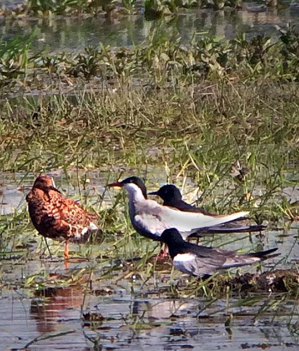 40 Brushane Philomachus pugnax 22 Mscichy 17.5. 41 Skrattmås Chroicocephalus ridibundus Allmän Siemianowka Reservoir 16.5, allmän Goniadz 17.5 och observerad 18-20.5. 42 Gråtrut Larus argentatus 5 Siemianowka Reservoir 16.
