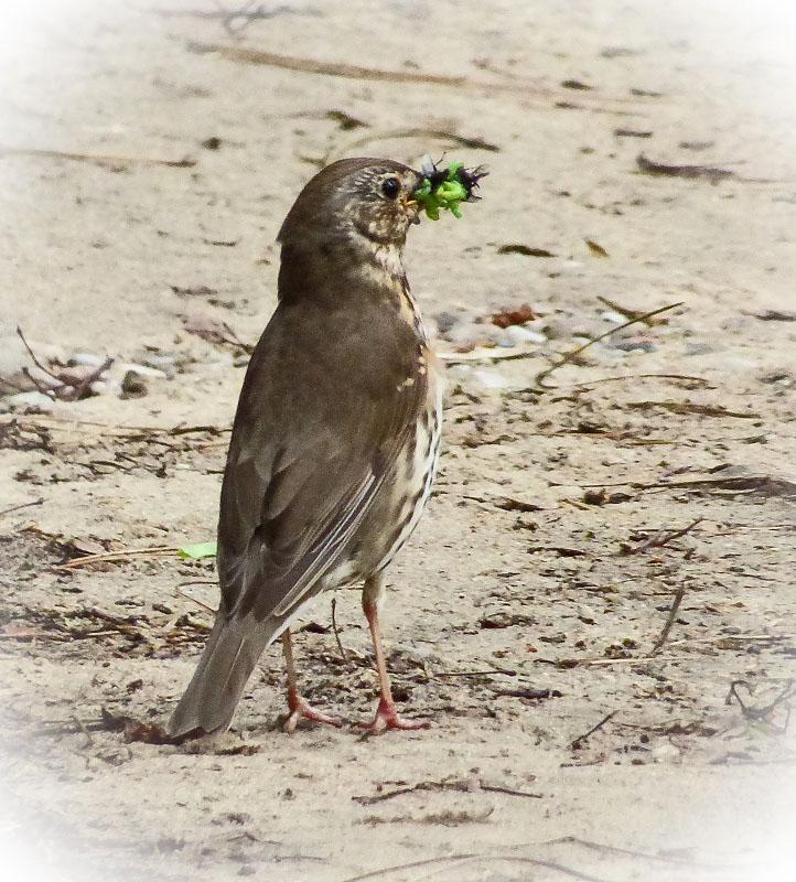 106 Stare Sturnus vulgaris Allmän/utbredd - sedd 7 dagar av 7. 107 Koltrast Turdus merula Allmän/utbredd - sedd 7 dagar av 7. 108 Björktrast Turdus pilaris Allmän/utbredd - sedd 5 dagar av 7.