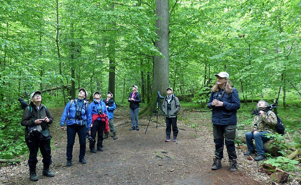 Vi glömde ta en gruppbild, vi blev så hänförda av alla fåglar. Men här är dock gänget i Bialowieza nationalpark, ivrigt spanande efter mindre flugsnappare. Vår guide Arek sitter ner.