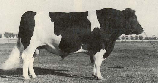 Figur 5. Rikus*35415. En av topptjurarna som användes på 50-talet (Låglandsföreningen, 1988).