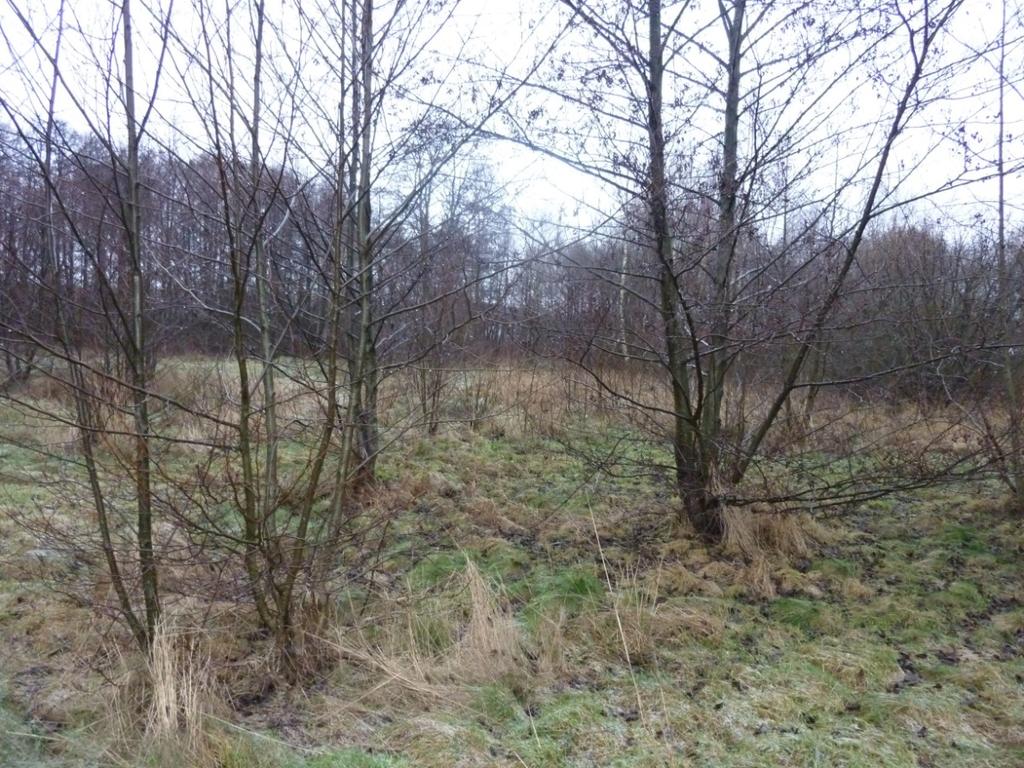 omfattande översvämningar, stormfällningar, svamp- och insektsangrepp. Bevarandet av aktuell naturtyp har hög prioritet inom EU.