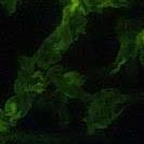 immunofluorescens