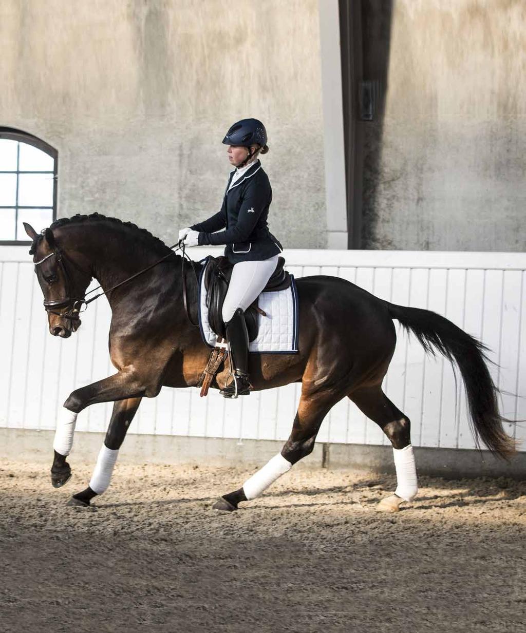 Demand 1344 Demand är en riktig godbit. Bakom honom ligger ett genomtänkt avelsarbete som resulterat i fantastiska sportframgångar för nuvarande generation.