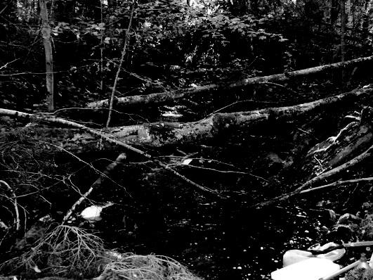 Bottenfauna i Jönköpings län 25 94 Vattensystem: Vattendrag/namn: Provpunktsbeteckning: NISSAN Kattån, Sågeviken 1 JÖN19 Provdatum: 2514 Koordinater x: 639615 y: 13843 Kommun: Jönköping Lokaltyp: