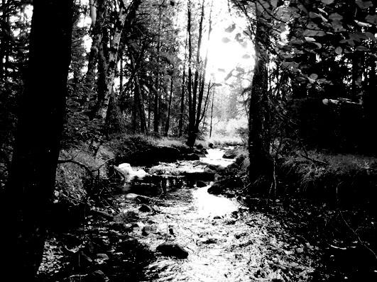 Bottenfauna i Jönköpings län 25 96 Vattensystem: Vattendrag/namn: Provpunktsbeteckning: NISSAN Källerydsån, Vägbron vid skjutbanan JÖN51 Provdatum: Lokaltyp: Å 2514 Lokal lämplig för provtagning: