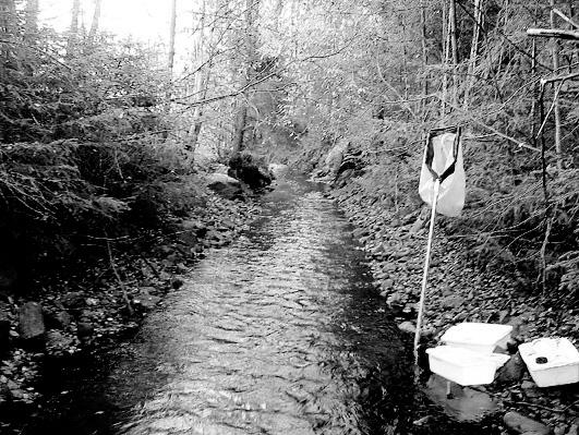 Bottenfauna i Jönköpings län 25 7 Vattensystem: Vattendrag/namn: Provpunktsbeteckning: LAGAN Bäck från Gissmunden, Hovgårdsmaden JÖL75 Provdatum: 25123 Lokaltyp: Bäck Naturligt/grävt: grävt Lokal