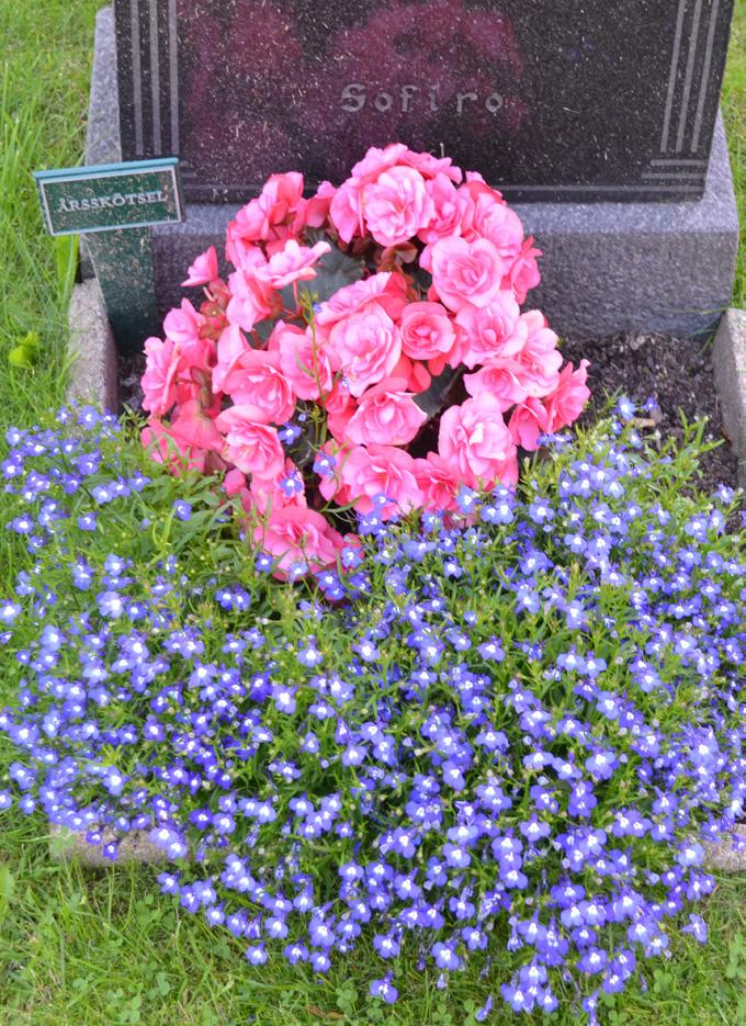 Priser för växtmaterial Vårplantor Penséer Påsklilja i kruka 17:33:- Sommarblommor Isbegonia