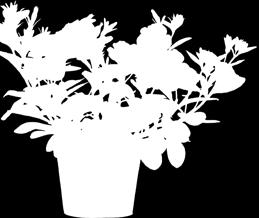 du en blomlåda på köpet!