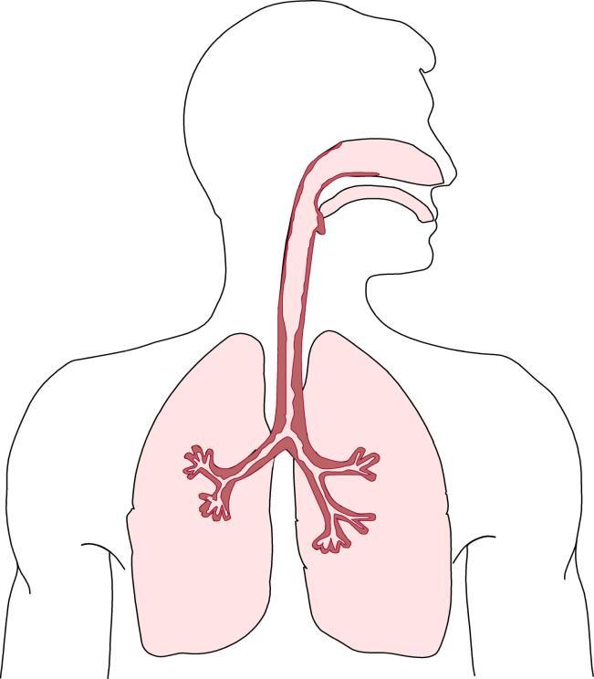 Pneumoni Akut bronkit Feber, hosta, uttalad trötthet tachypné >20/min, tachycardi >120/min andningskorrelerad bröstsmärta fokalt nedsatta