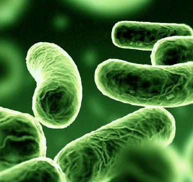 Aerob Gramnegativ stav Legionella Omgivningsbakterie, trivs i vatten (helst 30-40ºC) Bakterieförökningen stoppas vid >50 ºC in vitro