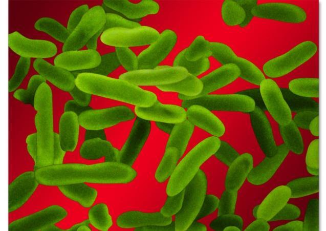 Etiologi sjukhusförvärvad pneumoni Pneumokocker Staf aureus Pseudomonas och
