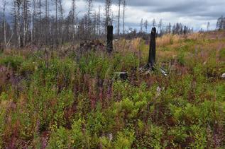 Ett tidsödande arbete i början var att reda ut alla fastighetsgränser mellan olika skogsägare. AVVERKNINGEN AV DEN brända skogen liknade ingen annan avverkning. Den var mycket mer komplicerad.
