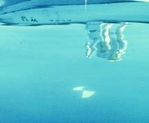 algal dominance 2 3 clear water