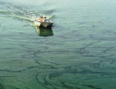 eutrophication disease,