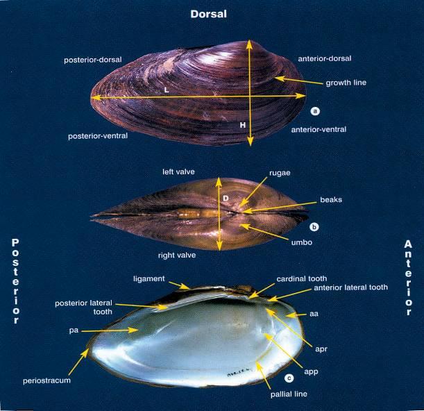 Musselskal: Morfologiska