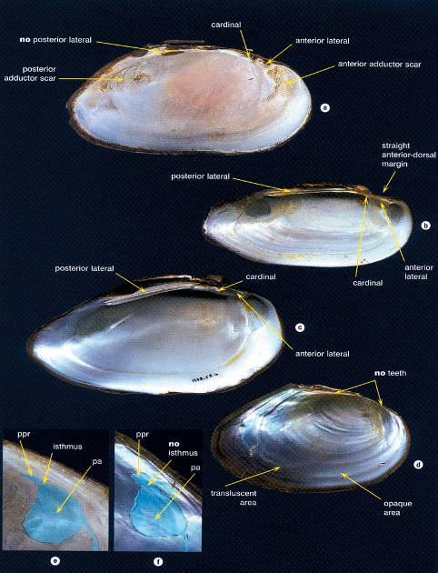 Musselskal: Morfologiska detaljer och