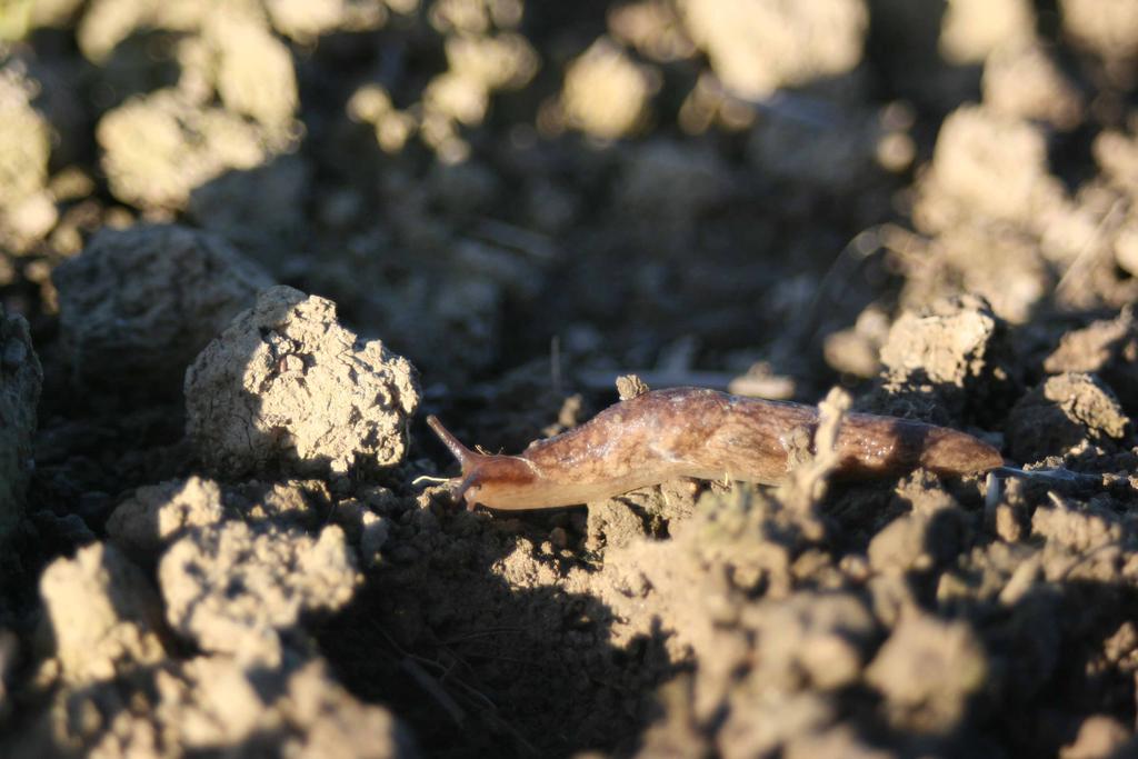 Foto: EM Åkersniglar gillar kokig lerjord där de lätt hittar hålrum som ger skydd. Arter och artbestämning I Sverige finns två viktiga grupper av sniglar: skogssniglar och kölsniglar.