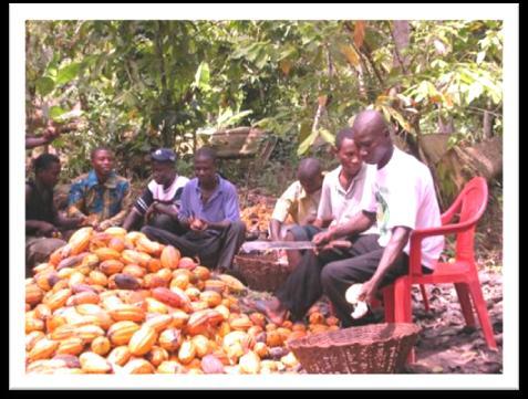 För att möta hotet att förlora sina hem under Ghanas liberalisering av kakaomarknaden under 1993, gick en grupp av visionära bönder ihop och startade ett kooperativ.