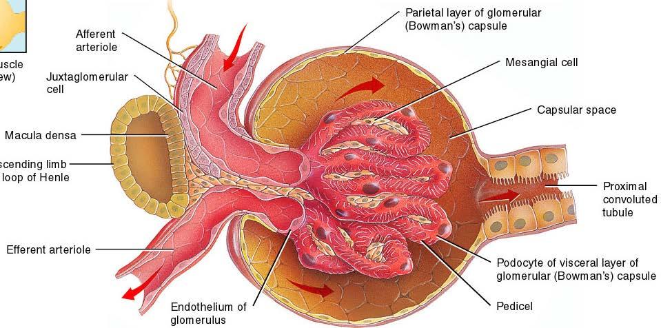 Autoreglering av RBF och GFR PGE2 beroende Tubuloglomerulär feedback NSAID vasodilatation Signal genom den juxtaglomerulära apparaten,