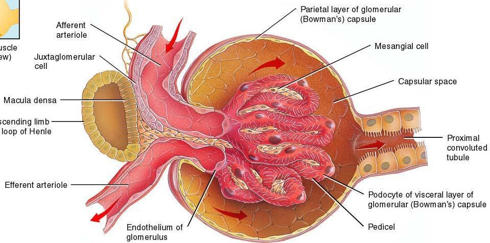 Autoreglering av RBF och GFR PGE2 beroende Tubuloglomerulär feedback NSAID vasodilatation Signal genom den juxtaglomerulära apparaten,