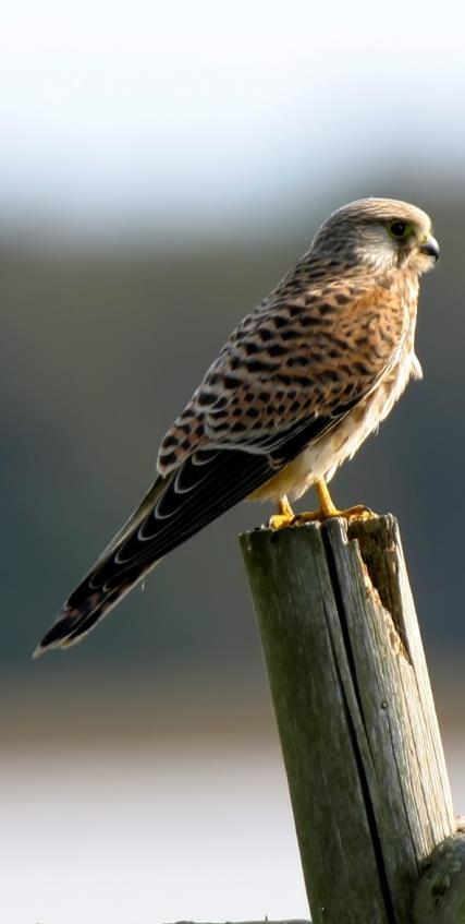 Grått till gulbrunt huvud och rödaktig rock, ljusare vattrad undersida. Lång stjärt och långa vingar. Tydligt falkform i flykten med snabba vingslag.