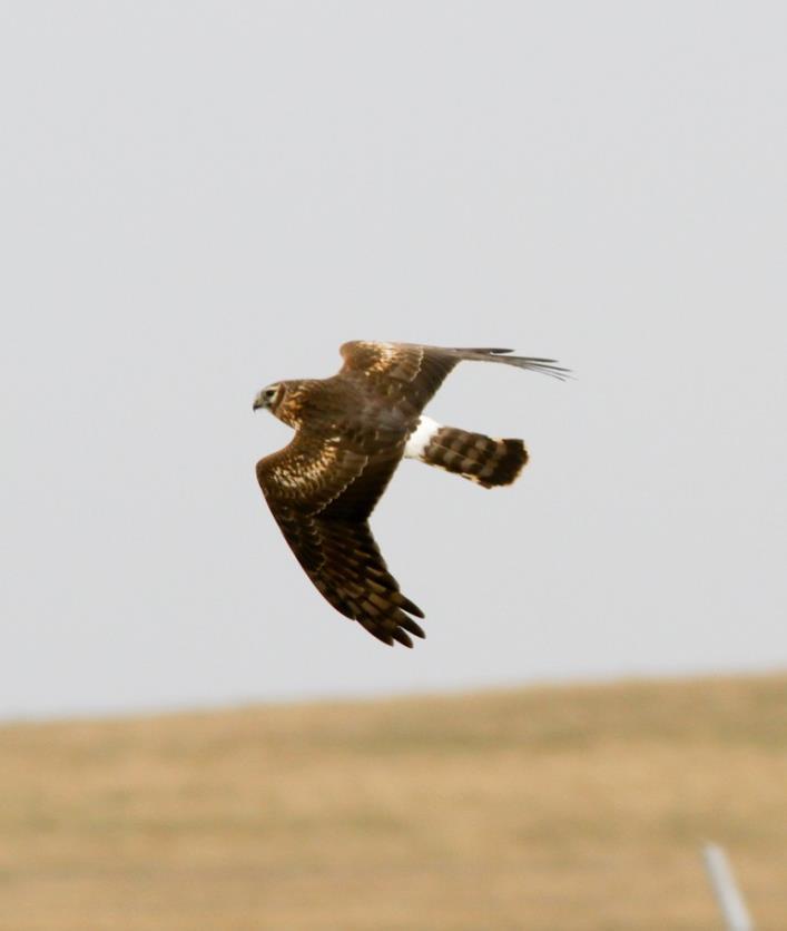 BLÅ KÄRRHÖK Foto: Martin Ekenstierna Namn Blå kärrhök (Hen Harrier) Circus cyaneus Längd (cm) 30-35 Vingspann (cm) 105-125 Förekomst/säsong Flyttfågel.