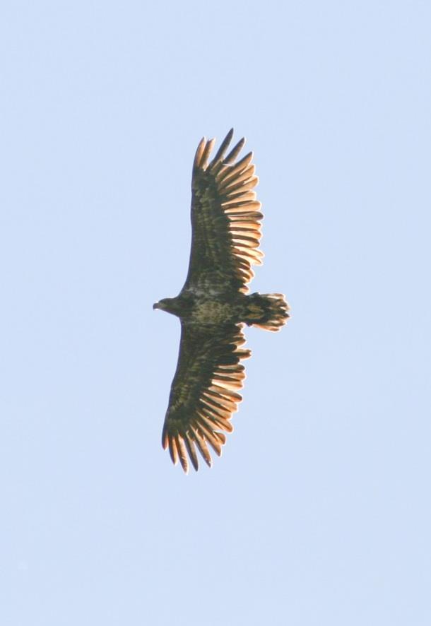 HAVSÖRN Foto: Martin Ekenstierna Foto: PG Bentz/Sturnus Namn Havsörn (White-tailed Eagle) Haliaeetus albicilla Längd (cm) 100 Vingspann (cm) 250 Förekomst/säsong