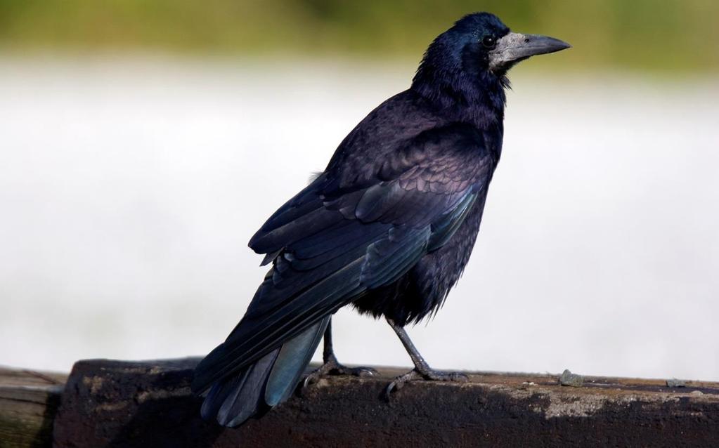 RÅKA Foto: PG Bentz/Sturnus Namn Råka (Rook) Corvus frugliegus Längd (cm) 41-49 Vingspann (cm) 81-94 Förekomst/säsong Året runt, Överallt Kännetecken Liknande arter Ganska stor.