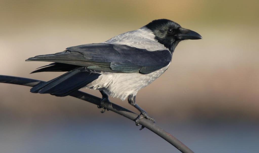 KRÅKA Foto: PG Bentz/Sturnus Namn Kråka (Carrion Crow) Corvus corone Längd (cm) 45-50 Vingspann (cm) 84-100 Förekomst/säsong Året runt.