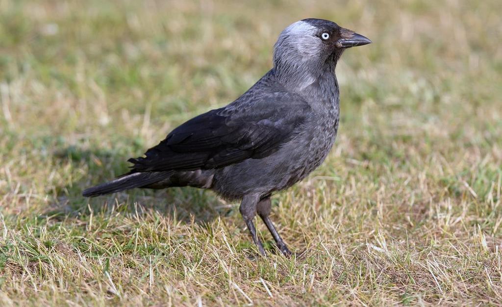 KAJA Foto: PG Bentz/Sturnus Namn Kaja (Western Jackdaw) Corvus Monedula Längd (cm) 34-39 Vingspann (cm) 64-73 Förekomst/säsong Året runt. Överallt Kännetecken Liknande arter Minst av kråkfåglarna.